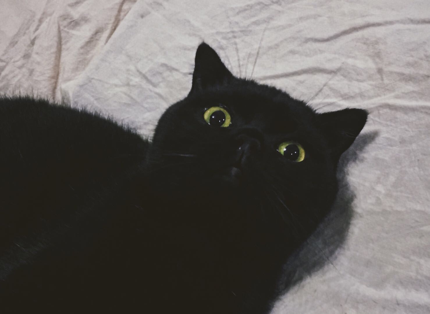 超帅的小黑猫