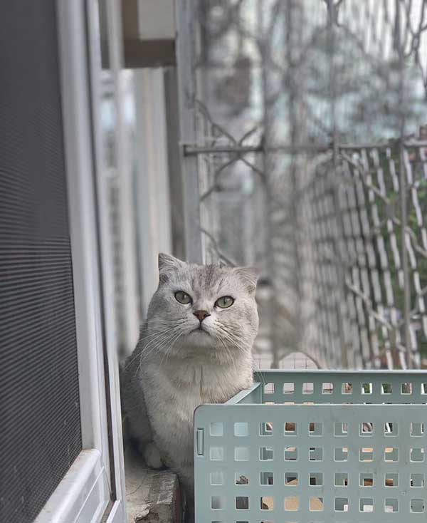 北京虎斑猫➕银渐层2只猫都找对象